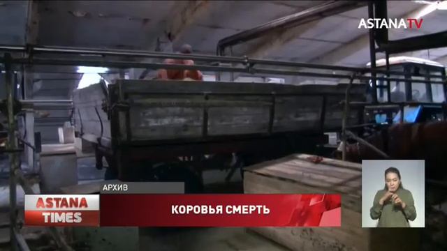 Падеж скота в СКО: ветеринары назвали причину