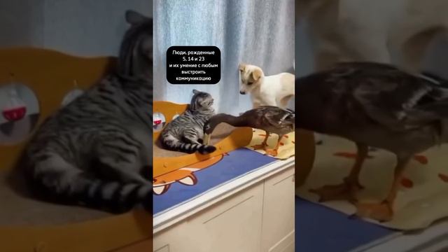 Поведение в разных ситуациях в зависимости от даты рождения