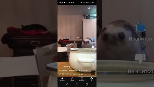 автор блоп топ