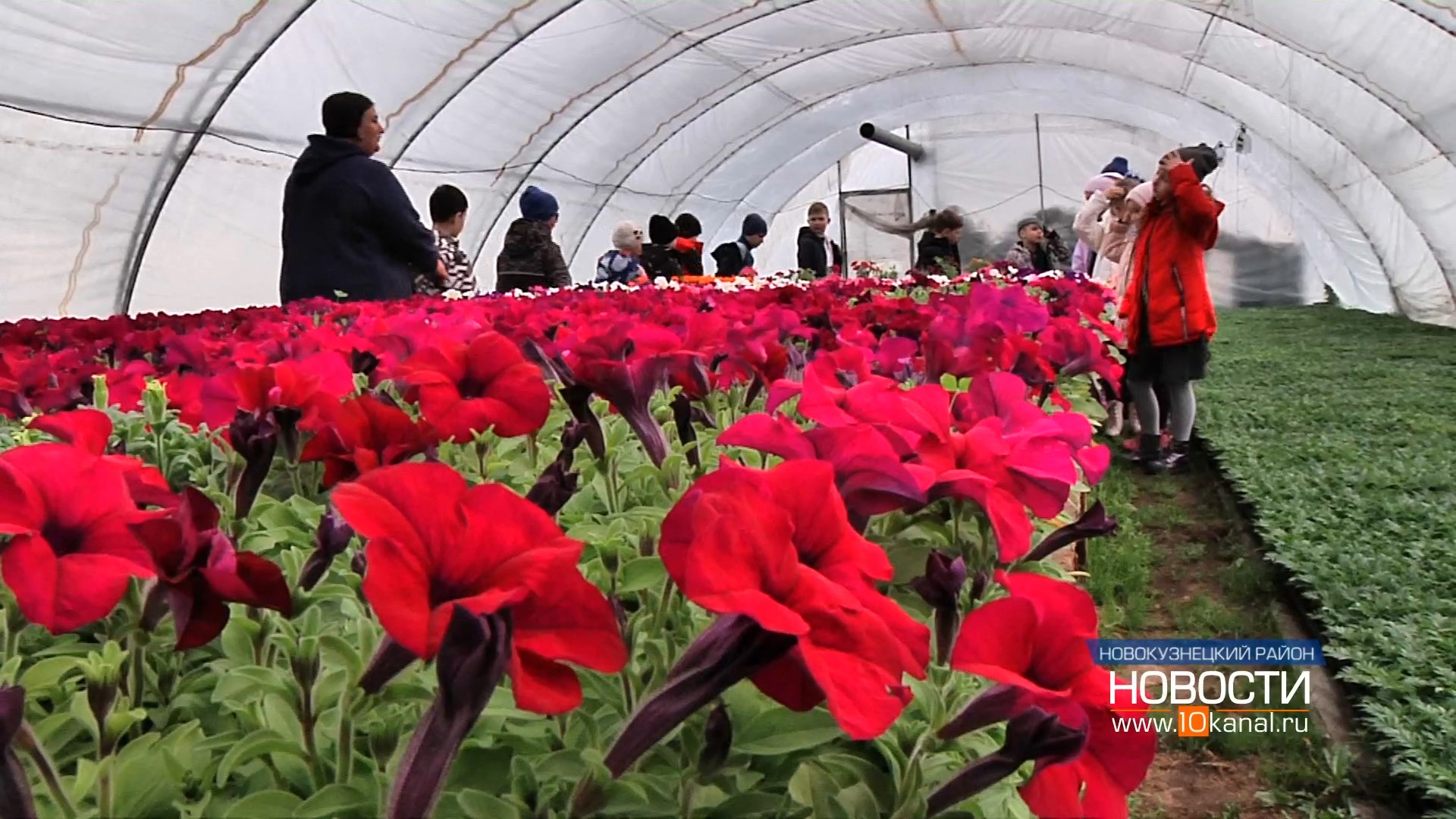 Более 1 000 000 цветов высадят на клумбы Новокузнецка