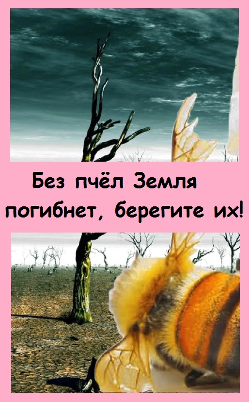 Без пчёл НА ЗЕМЛЕ БУДЕТ ГОЛОД, но почему они гибнут всё чаще? Берегите опылителей!
#сад #дача