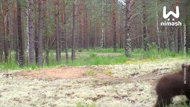 Медвежата попали в объектив фотоловушки в Керженском заповеднике