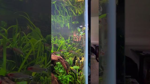 The Side View 😍🔥 #positivevibes #aquascape #plantedtank #friday #freshwater