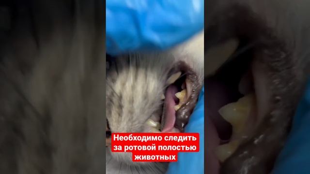 Зубной каменьветклиникаживотныекошка