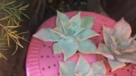 ECHEVERIA MADIBA|| EL RINCÓN DE NORA 🌿😃