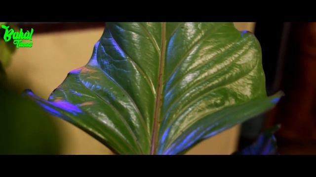 MEMAHAMI JENIS ANTHURIUM BLACK GARUDA