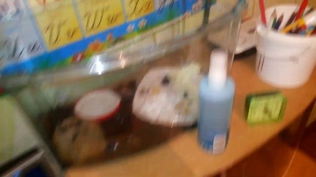 Мои улитята и их жизнь...