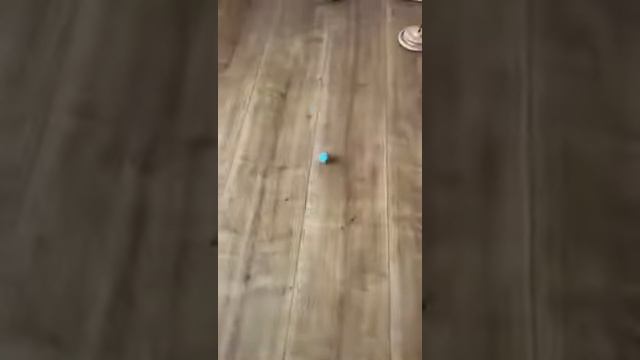 Вращающийся мяч для кошек