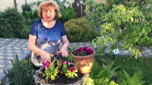 Композиции из петунии составляйте правильно !