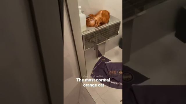 Funny Pets | 2024😂 Funny Dogs And Funny Cats Videos 🐱 🐕 😄 #111