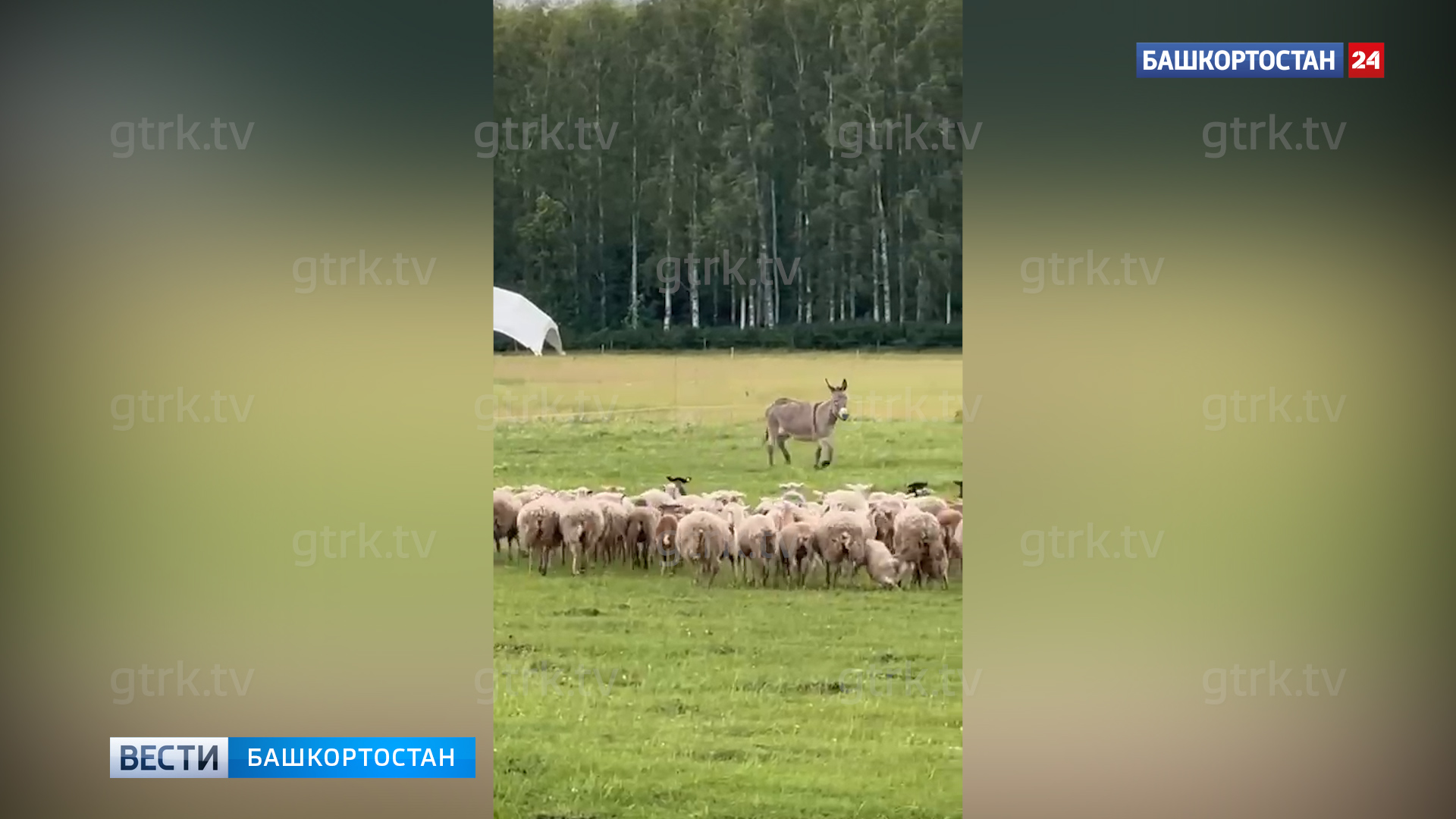 В Башкирии сняли на видео ослицу, пасущую стадо овец