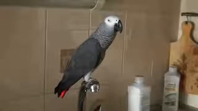 Умный попугай смешное видео