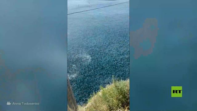 عشرات الآلاف من قناديل البحر العملاقة تملأ شاطئا بشبه جزيرة القرم