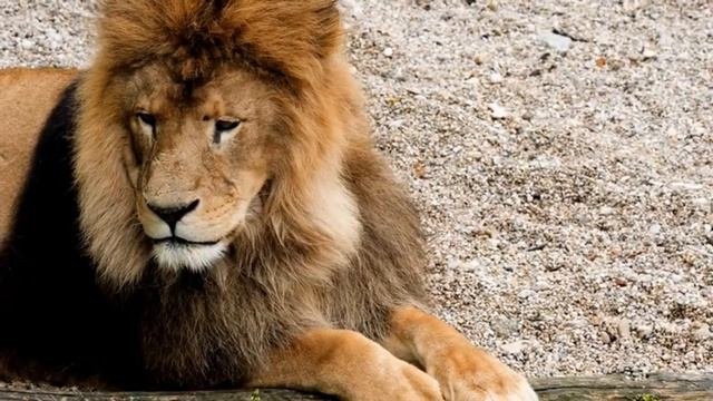 Дикое животное Лев wild animal lion