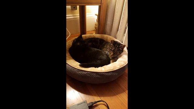 Jean-Marie LeClair Opus 12 No. 5 - Allegro Assai