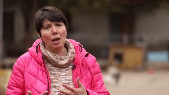В путь! Приют для животных