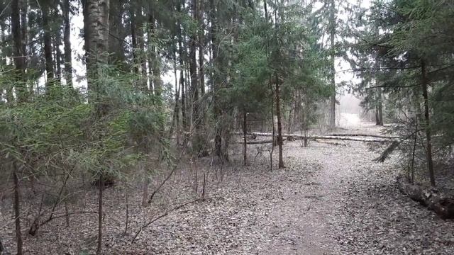 Гуляем в лесу.....