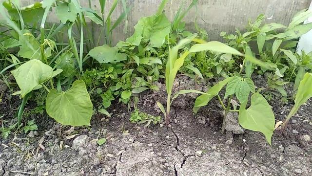Кукуруза и фасоль в Ленинградской области.