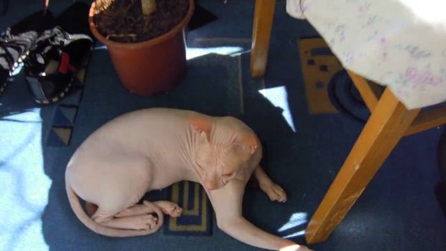 Человек зачем ты здесь? не снимай меня! Загораем. Котэ сфинкс.