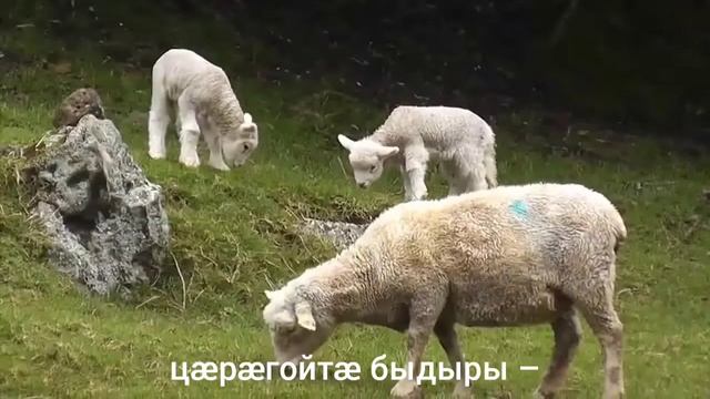 Нӕ кувинӕгтӕ.
