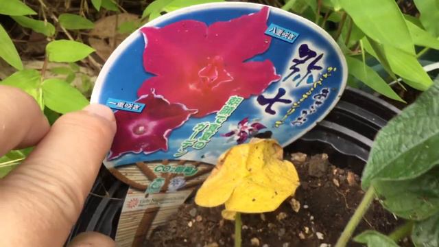 かざぐるまシリーズの朝顔　アサガオの弥七が咲きました〜！