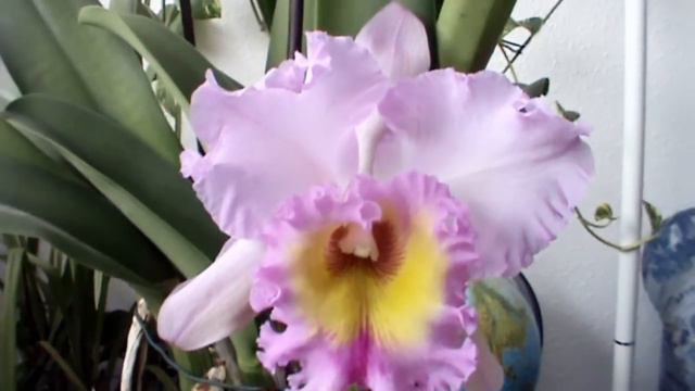 Cattleya - Blc. Mahina Yahiro 'Ulli'