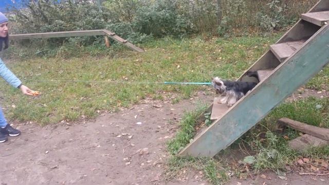 Дрессировка собак-йоркширский терьер Лорд