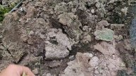 Помидор в закопанной минвате.