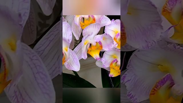 YouCut_20240730_223212385.mp4