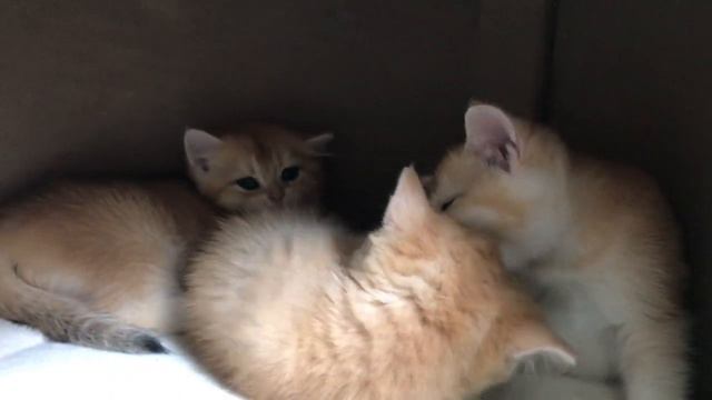 😺😻😺КОТЯТА БЫСТРО РАСТУТ🤩🤩🤩ЗОЛОТАЯ ШИНШИЛЛА🧡GOLDEN KITTENS