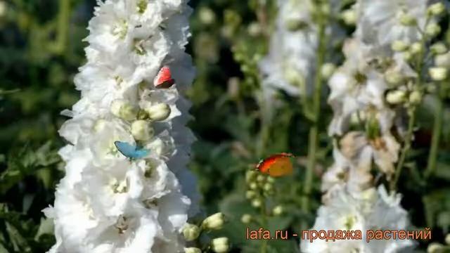 Дельфиниум гибридный Пьюэ Вайт (delphinium) ? обзор: как сажать, рассада дельфиниума Пьюэ Вайт