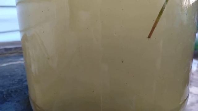 Пытаюсь развести дафний в бочке на фазенде
