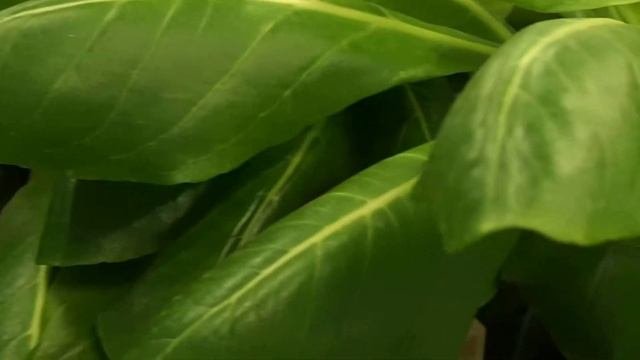 Brighamia insignis - Hawaiian Palm