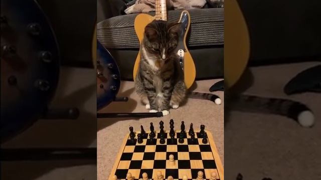 Как вам шахматист?🙈😻