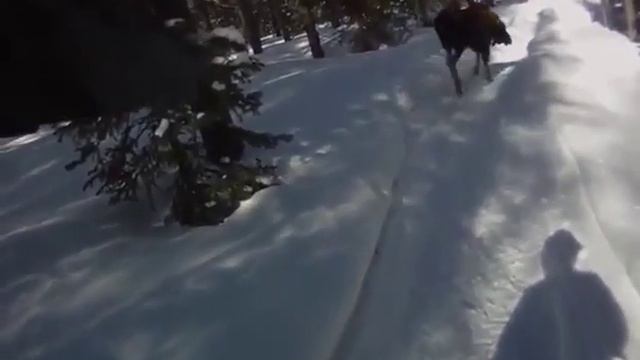 Завалил Лося с писталета! Смотреть всем!