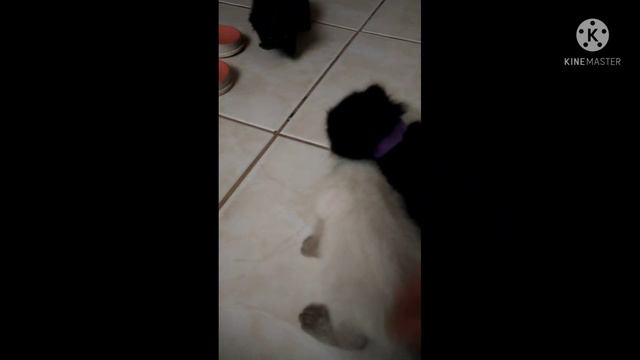 Milestone of a kitten | Persian Kitten | Senioritalynn