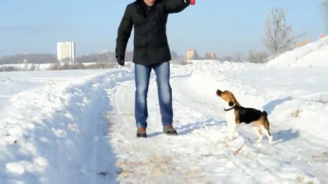 Зимний сон бигля