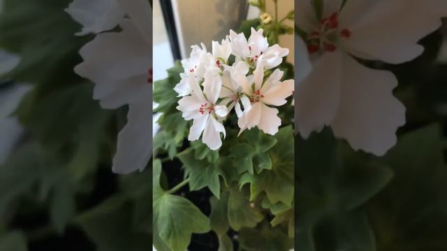 Пеларгония цветёт . Комнатные растения