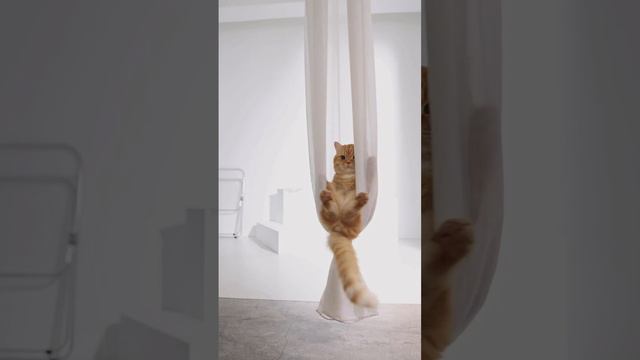 Кот