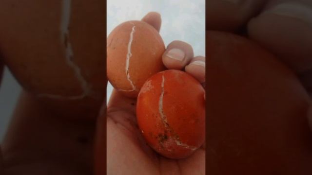 Яйца при минусовой температуре