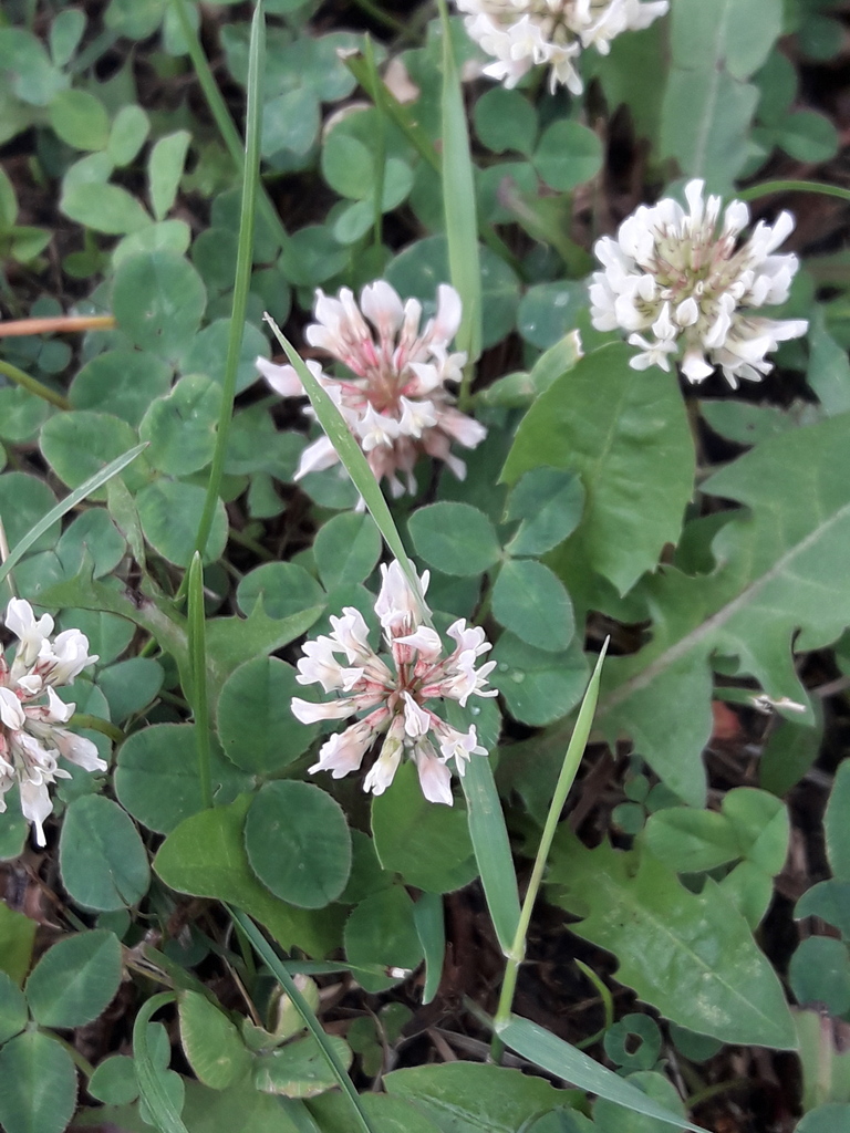 181. Клевер ползучий - Trifolium repens