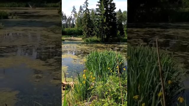 Кваканье съедобной лягушки/The croaking of an edible frog (Pelophylax kl. esculentus) #shorts