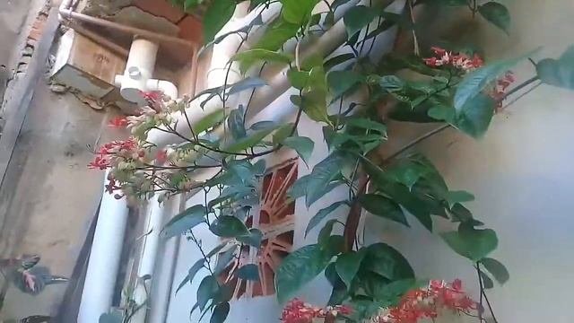 Coração sangrento - Clerodendrum x speciosum