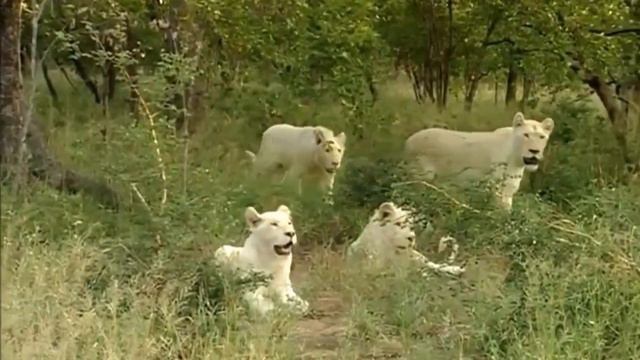 Топ  - 10 -  самых дорогих животных в мире