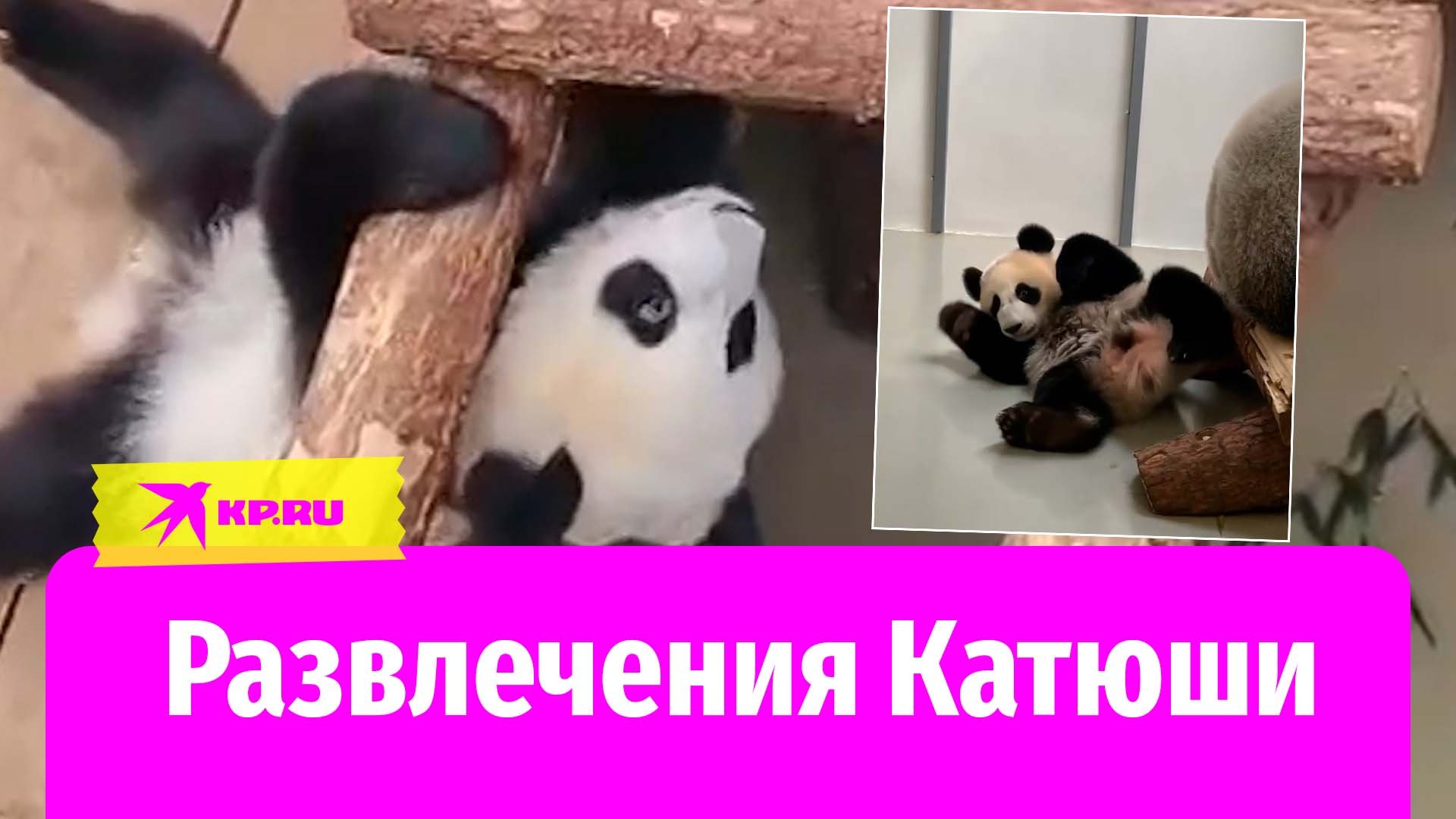 Панда Катюша из московского зоопарка развлекается