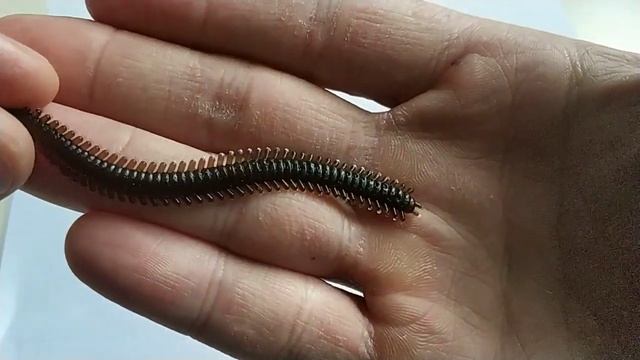 Видео обзор резины LureMax Rag Worm по заказу fMagazin