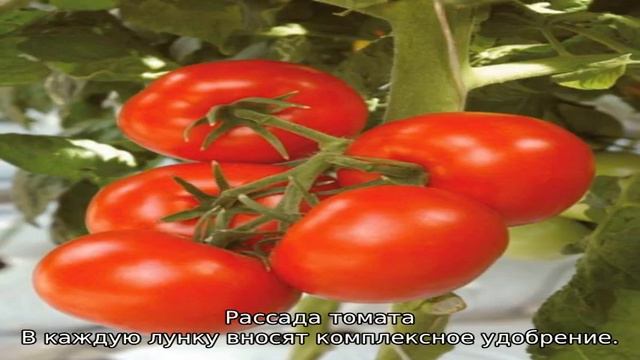 Томат Бетта