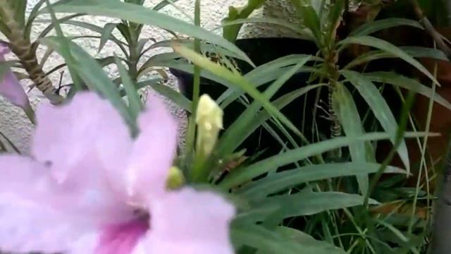 How To Grow And Care Maxican Petunia...