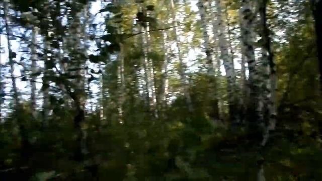Собирать грибы в лесу 4