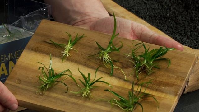 Sagittaria subulata, das Flutende Pfeilkraut, eine grasähnliche Aquarienpflanze fürs Aquascaping